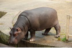 Whole Body Hippopotamus